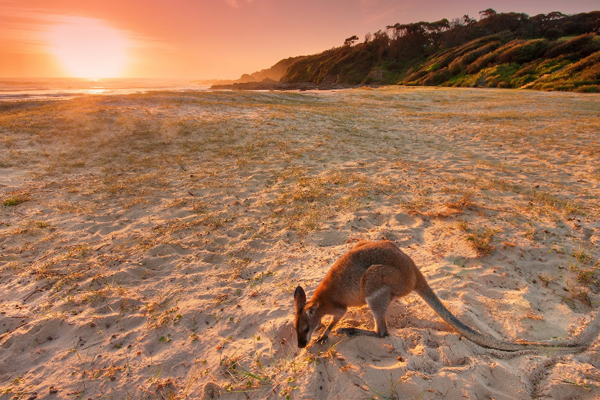 留學澳洲八大專業 哪些才是王牌專業？
