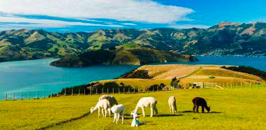 新西蘭的幼教碩士專業怎么樣？新西蘭大學幼教碩士專業解析！