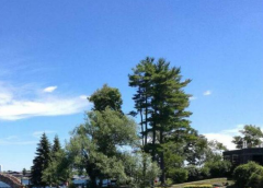 加拿大留學篇丨2019年終盤點+2020年留學新政策變