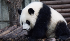 國(guó)之公益實(shí)踐四川大熊貓志愿保護(hù)者研學(xué)項(xiàng)目