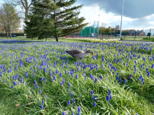 英國(guó)約克大學(xué)歷史環(huán)境院系設(shè)置辦學(xué)條件學(xué)院設(shè)置詳解